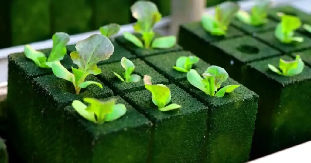 Hydroponic gardening