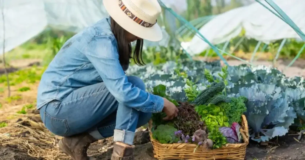 Kitchen gardening