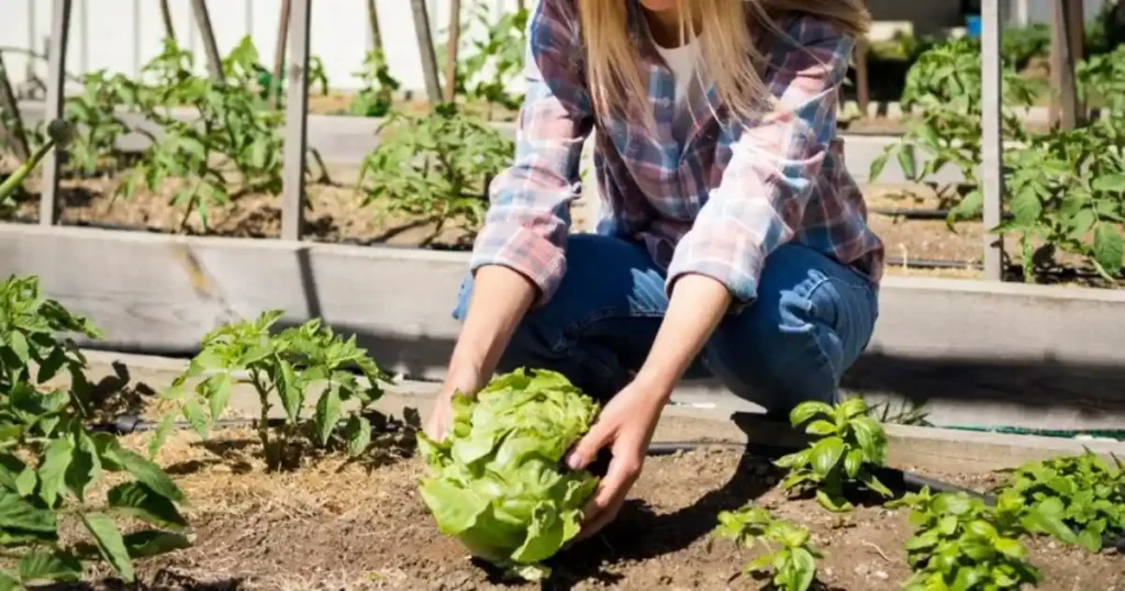 Kitchen gardening