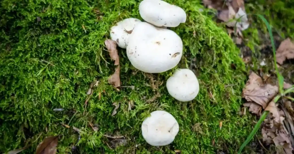 Garden Have Mushrooms