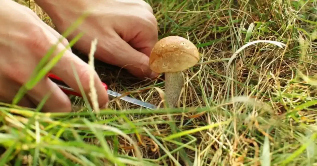 Garden Have Mushrooms