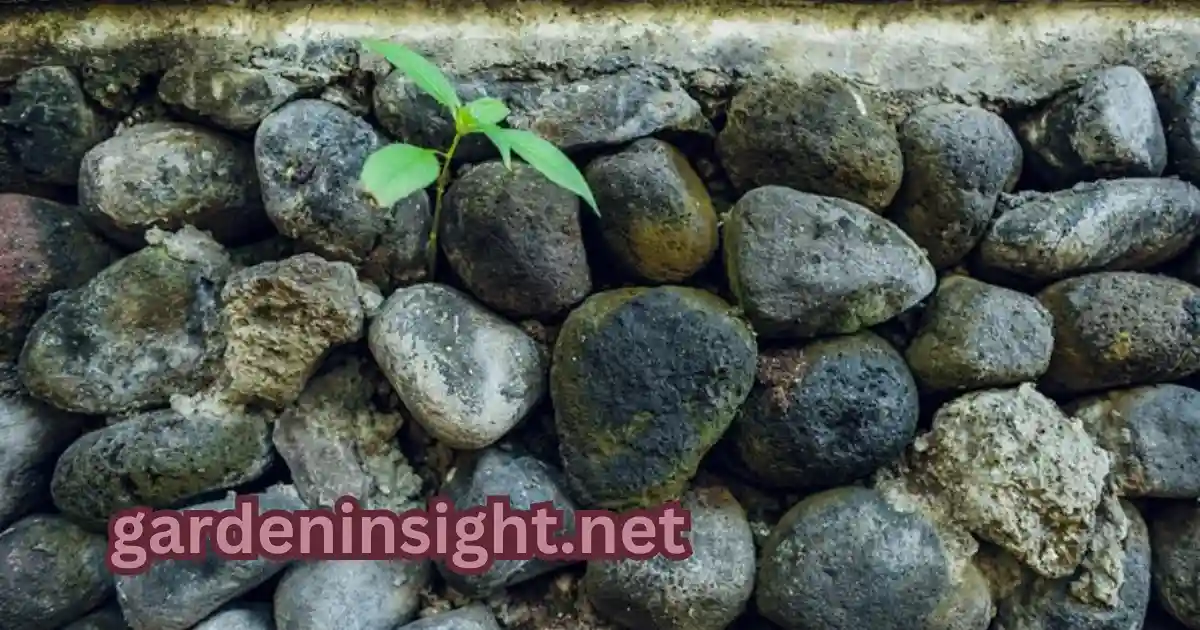 Clean Garden Stones