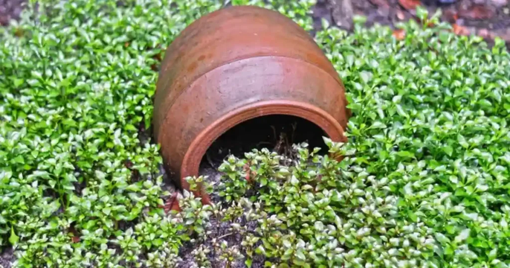 Disguise Drain Covers