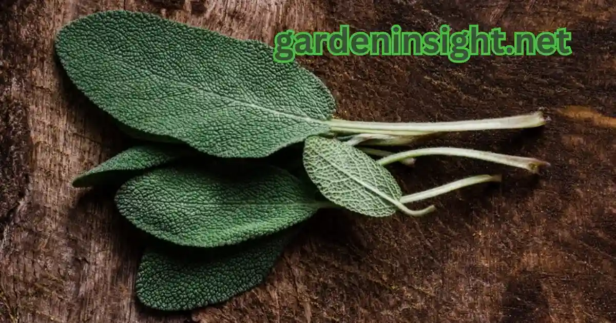 Dry garden sage