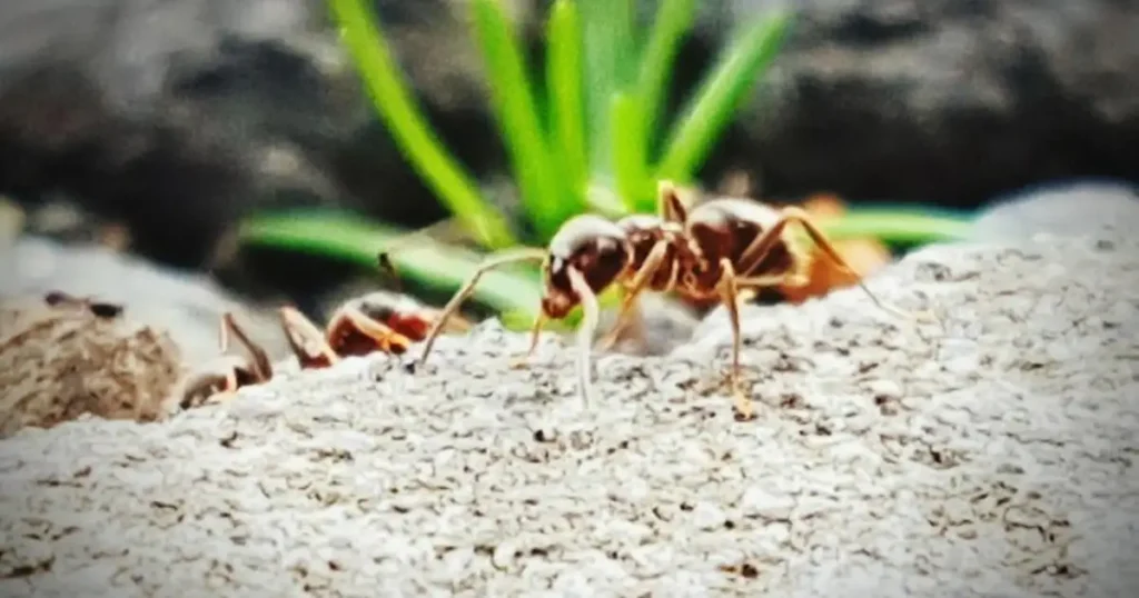 Get rid of ants in garden