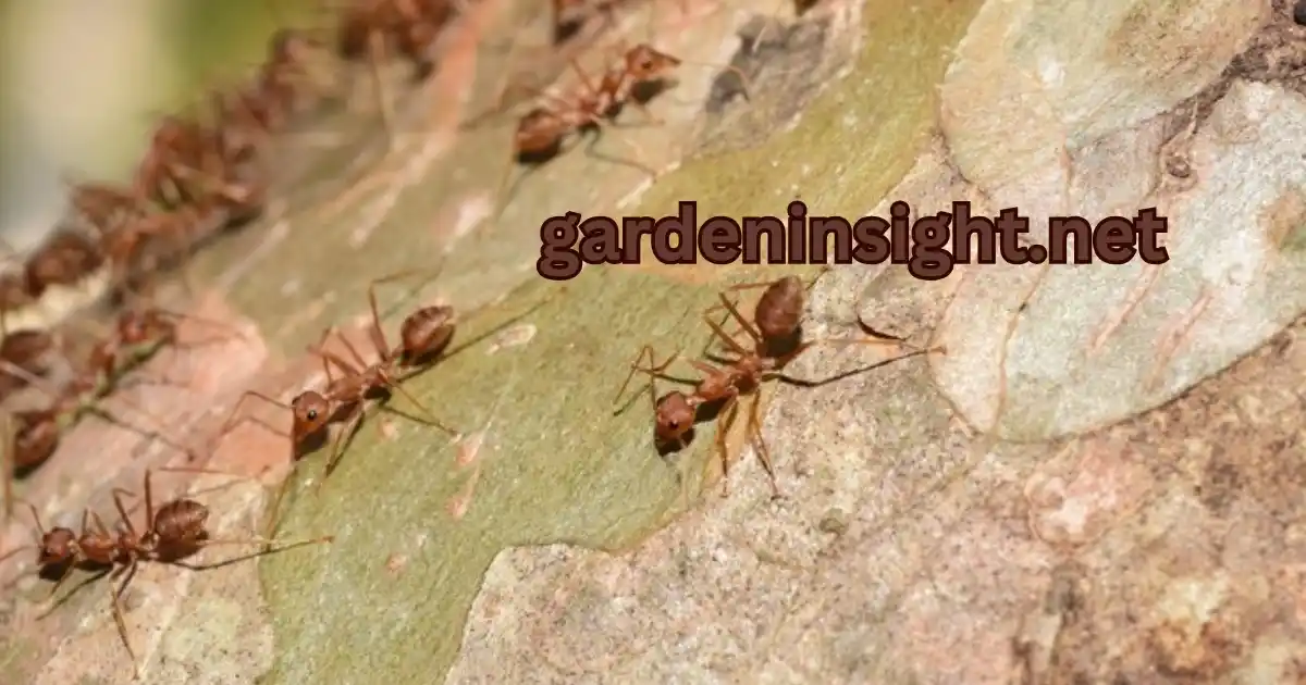 Get rid of ants in garden