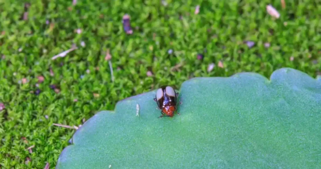 Get rid of flies in garden