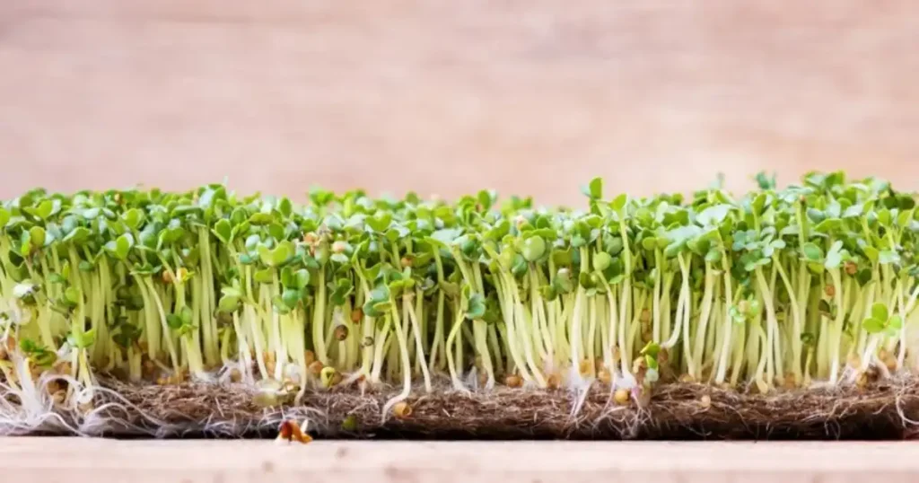 Grow garden cress