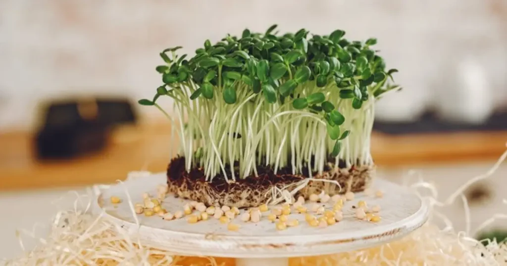 Grow garden cress