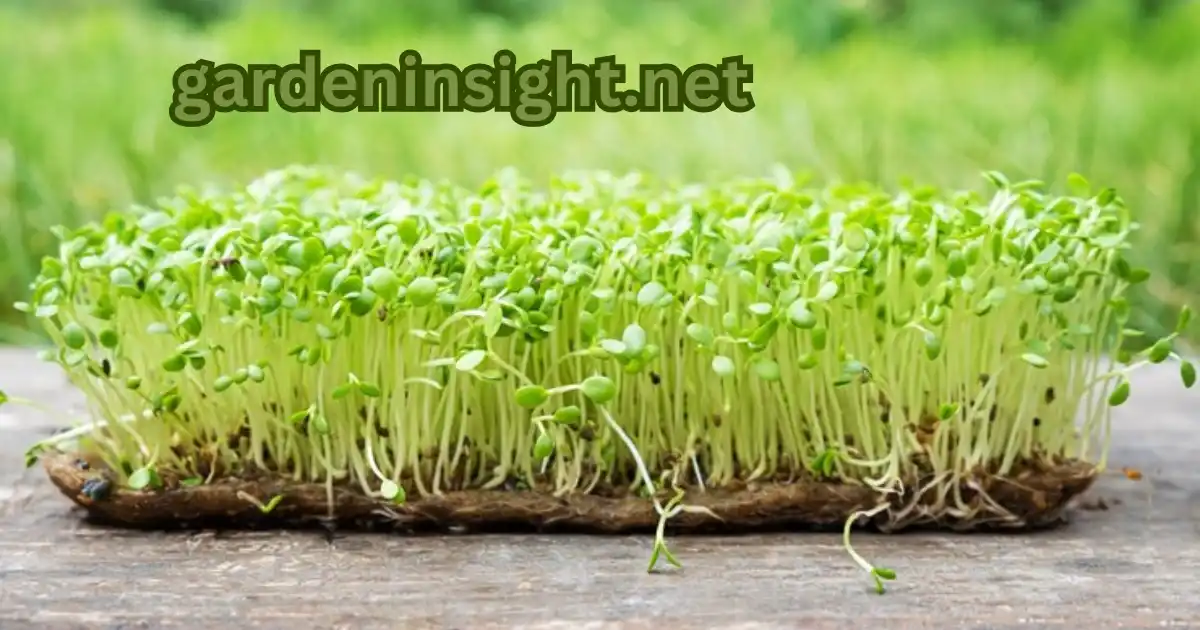 Grow garden cress