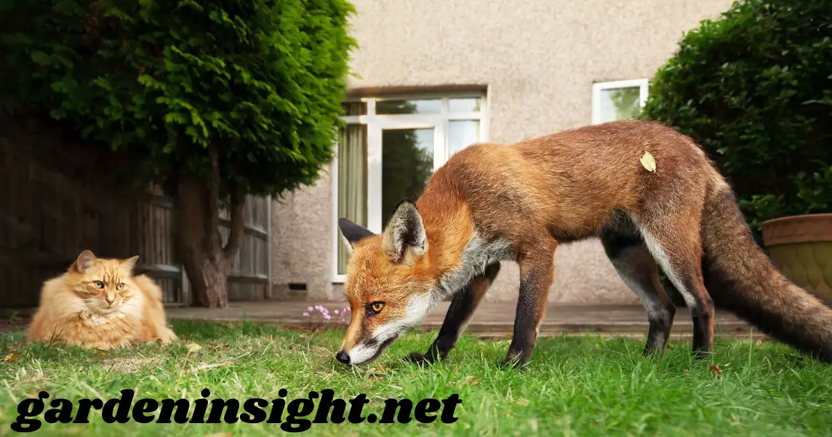 Foxes In Garden