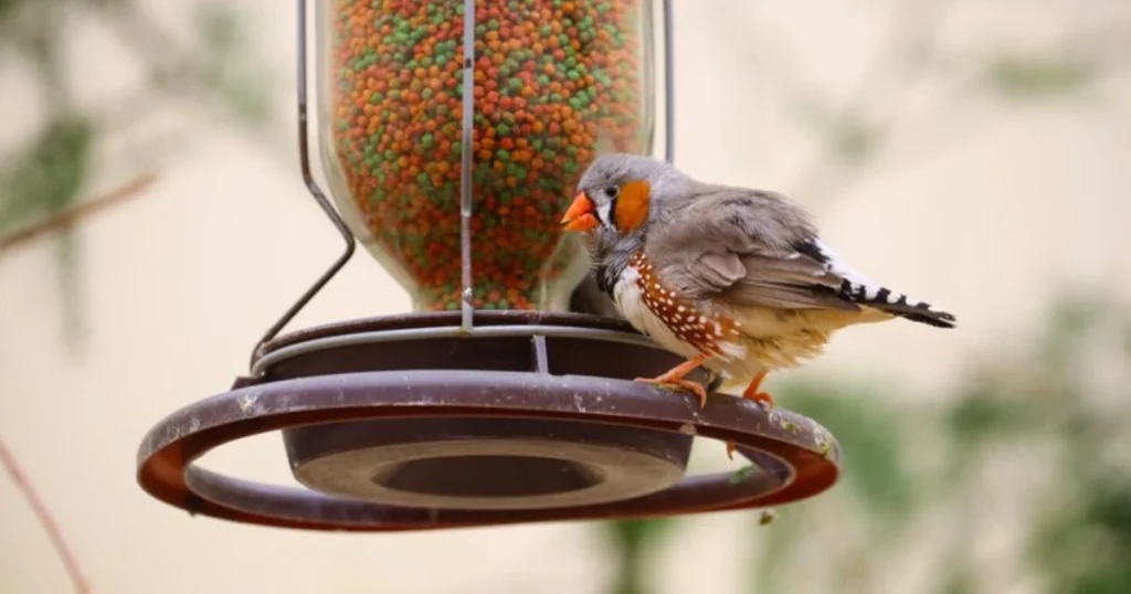 attract birds to garden
