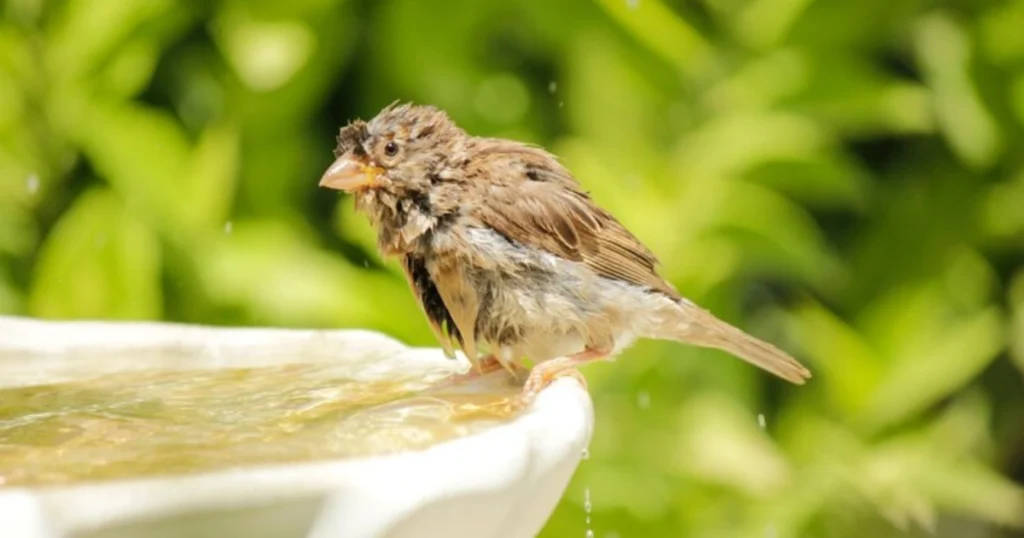 attract birds to garden