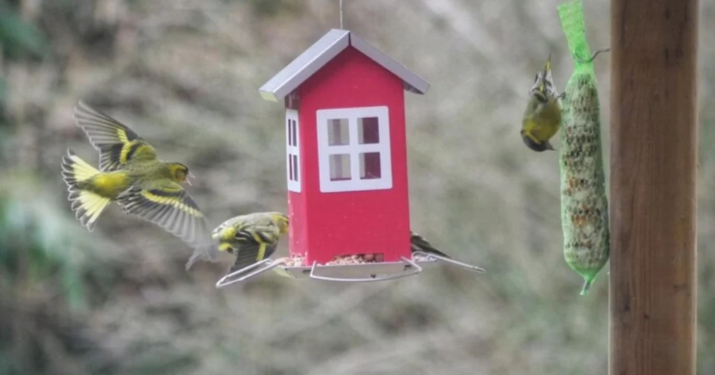 attract birds to garden