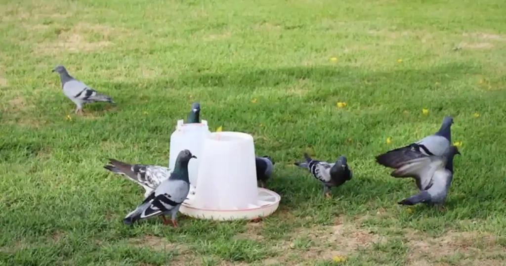 deter pigeons from garden