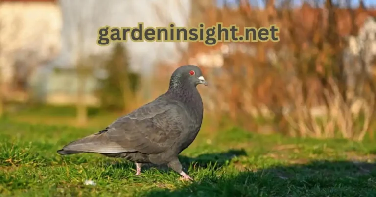 deter pigeons from garden