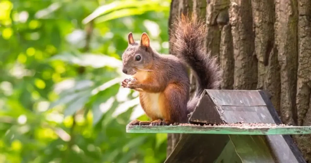 get rid of squirrels in garden