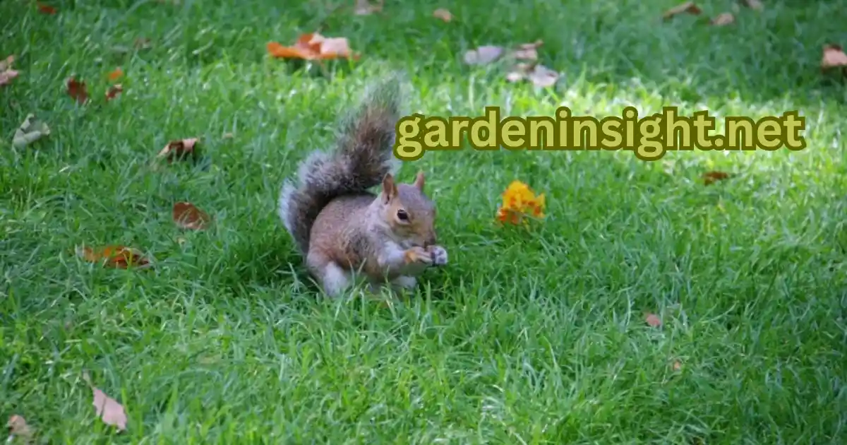 get rid of squirrels in garden