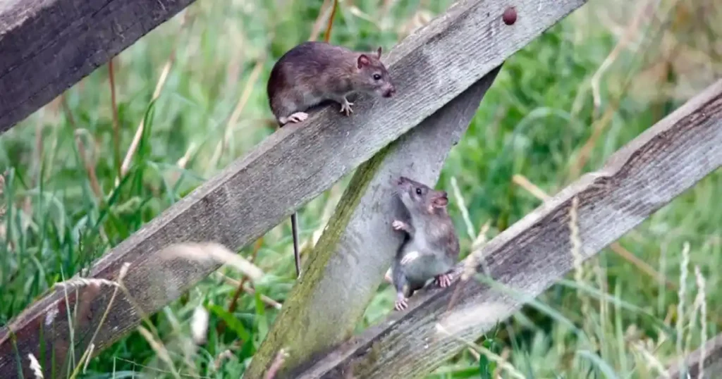 Rats leave garden