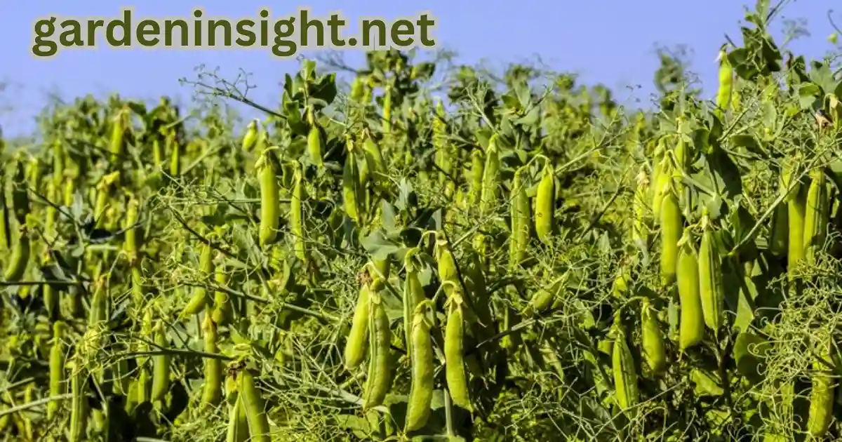 Peas in garden