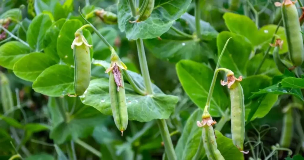 Peas in garden